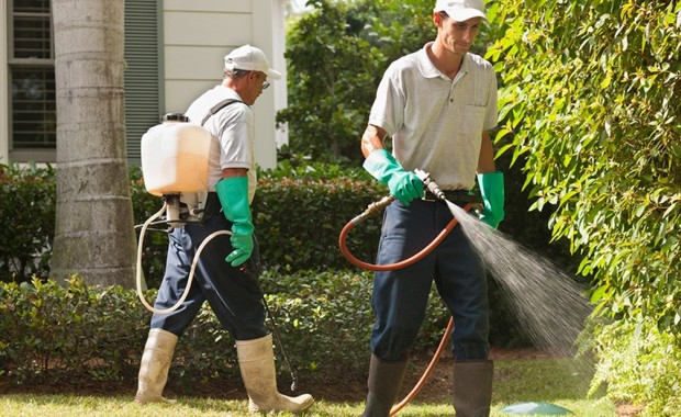 SEO For Pest Control Services In New York