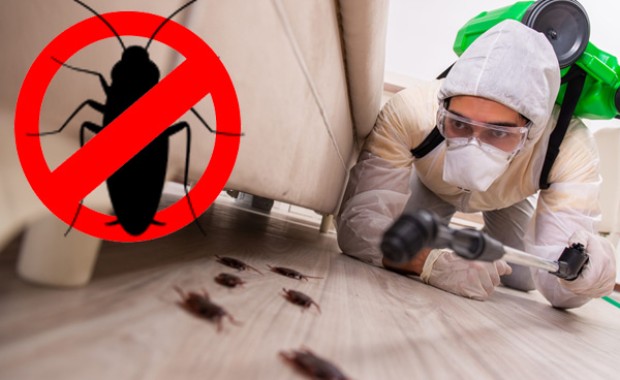 SEO for Pest Control Services in Oakland