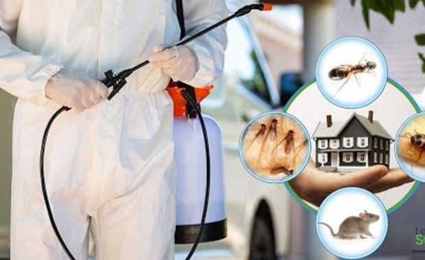 SEO For Pest Control Services in Chicago