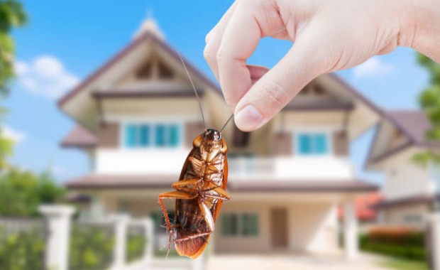 SEO for Pest Control Services in Mesa