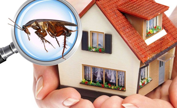 SEO for Pest Control Services in Norfolk