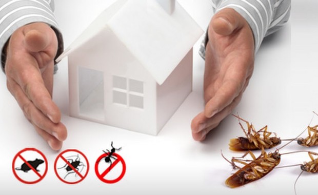 SEO For Pest Control Services in Providence