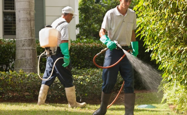 SEO for Pest Control Services In San Jose