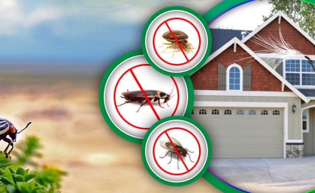 SEO for Pest Control Services in Lincoln