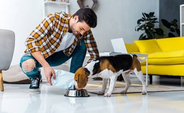 SEO for Pet Services In Fort Worth