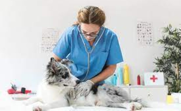 SEO For Pet Services In EL-PASO