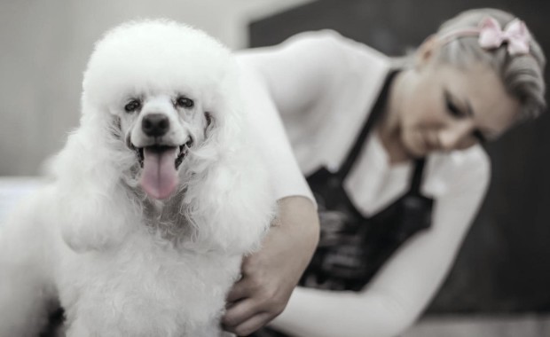 SEO for Pet Services in Colorado Springs