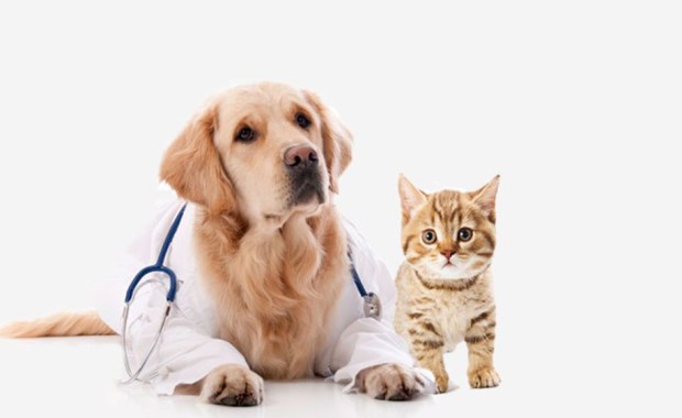 SEO For Pet Services in Memphis