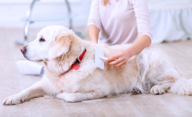 Pet Services in Mesa