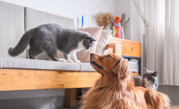 SEO for Pet Services in Norfolk