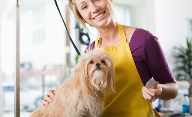 SEO For Pet Services in Providence