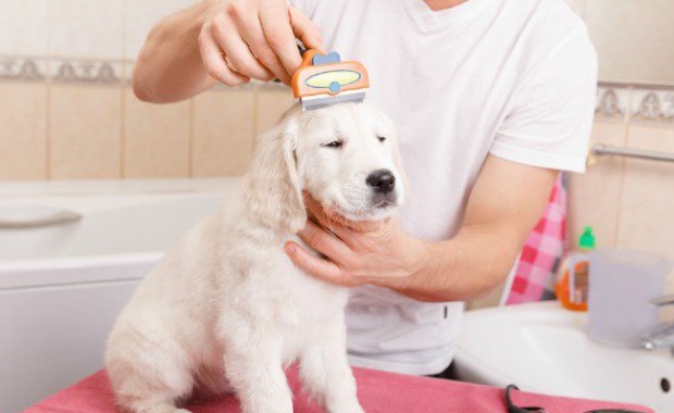 SEO for Pet Services in Anchorage