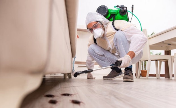 SEO For Pest Control Services In Detroit