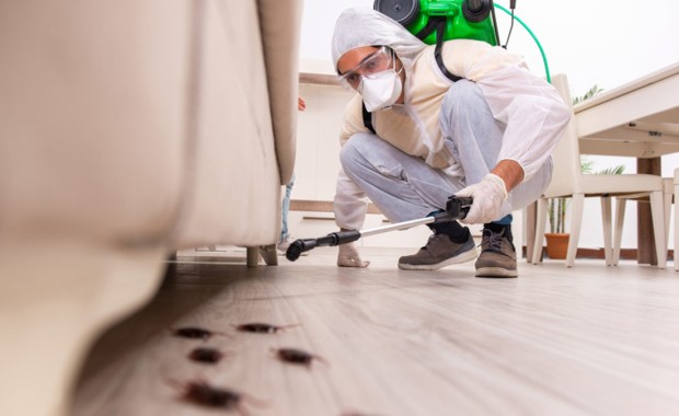 SEO For Pest Control Services In Buffalo