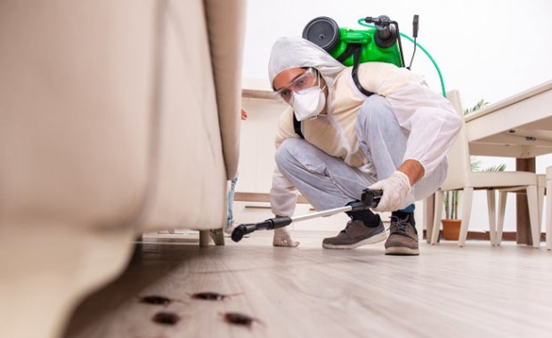 SEO for Pest Control Services in Stockton